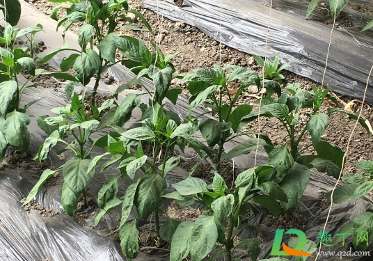 辣椒长虫子可以喷白醋吗(醋加辣椒水可以杀虫子吗) 辣椒长虫子可以喷白醋吗(醋加辣椒水可以杀虫子吗)