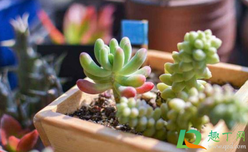 乙女心掉叶子还可以长吗(乙女心叶子越长越小)