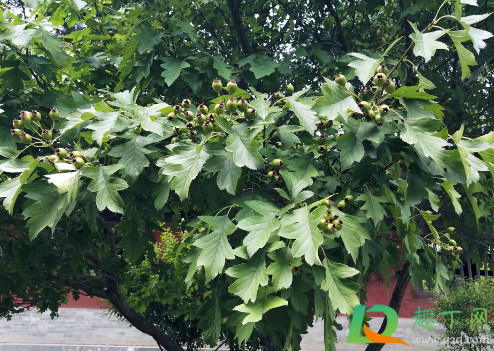 嫁接山楂用什么做母本(山楂苗是用什么原生苗嫁接)