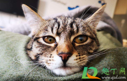 狸花猫一直吃米饭可以吗(狸花猫不吃猫粮吃剩饭) 狸花猫一直吃米饭可以吗(狸花猫不吃猫粮吃剩饭)