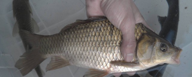 具体的制作方法是怎样的呢(是如何制作的)