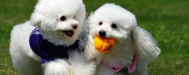 什么品种的狗狗白色卷毛短腿(短腿卷毛狗是什么品种)