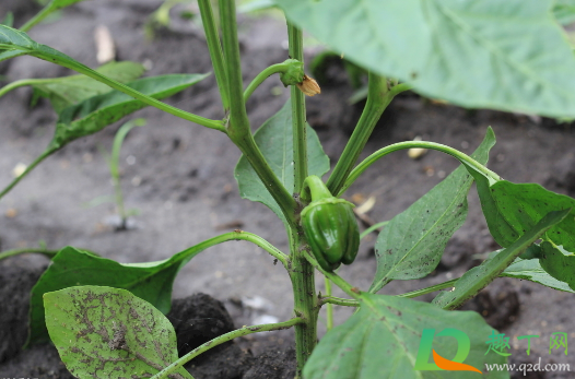 辣椒长虫子可以喷白醋吗(醋加辣椒水可以杀虫子吗)