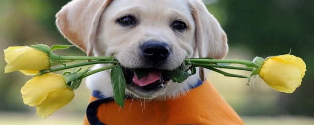 拉布拉多是什么狗(拉布拉多是什么狗品种)