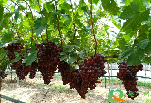 葡萄树喜欢水还是旱 葡萄树喜欢水还是旱