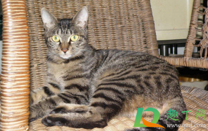 狸花猫一直吃米饭可以吗(狸花猫不吃猫粮吃剩饭) 狸花猫一直吃米饭可以吗(狸花猫不吃猫粮吃剩饭)