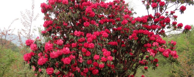 很多花都合适(花都好不好)