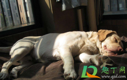 狗狗肚子动是怎么回事(狗狗肚子动来动去)