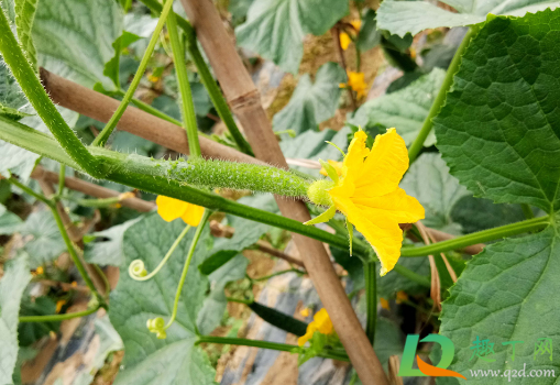 黄瓜能用尿素追肥吗(黄瓜追肥用尿素好还是复合肥好)