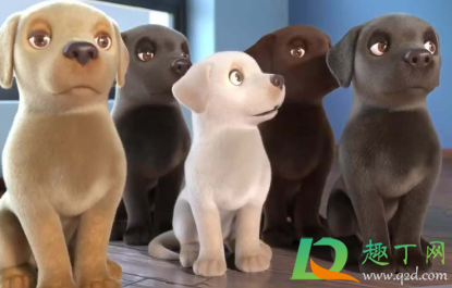 狗狗长癣会传染人吗(狗狗的癣会传染人吗)