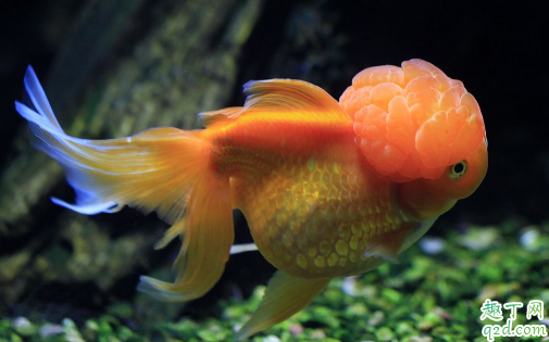 金鱼为什么在家里老养不活 初次养鱼需要注意什么