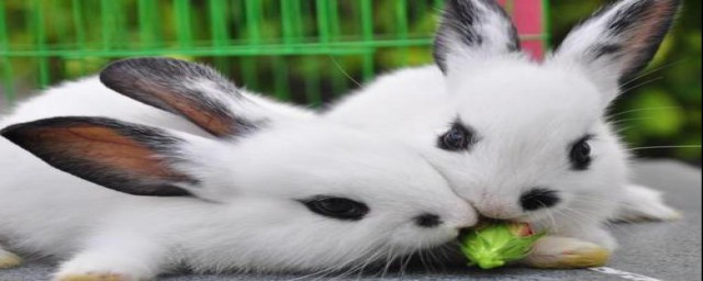 活体兔子能否寄快递(活兔可以寄快递吗)