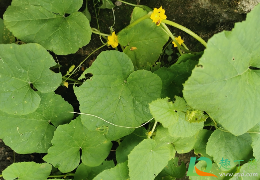 黄瓜能用尿素追肥吗(黄瓜追肥用尿素好还是复合肥好) 黄瓜能用尿素追肥吗(黄瓜追肥用尿素好还是复合肥好)