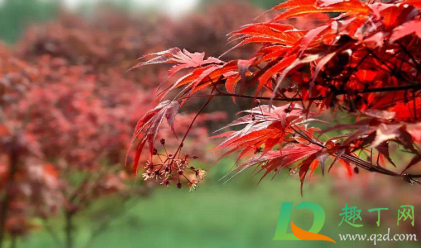 寒露节气会下霜吗2020(寒露节气会下雨吗)