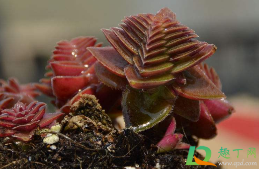 茜之塔扦插要先晾一下吗 茜之塔扦插要先晾一下吗