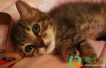 狸花猫呕吐没力气怎么回事(狸花猫吐了是不是吃太多了) 狸花猫呕吐没力气怎么回事(狸花猫吐了是不是吃太多了)