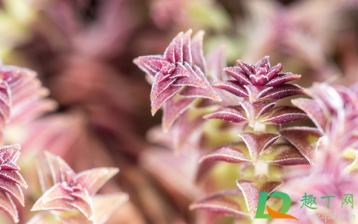 多肉茜之塔好养活不(茜之塔多肉叶片可以扦插吗)