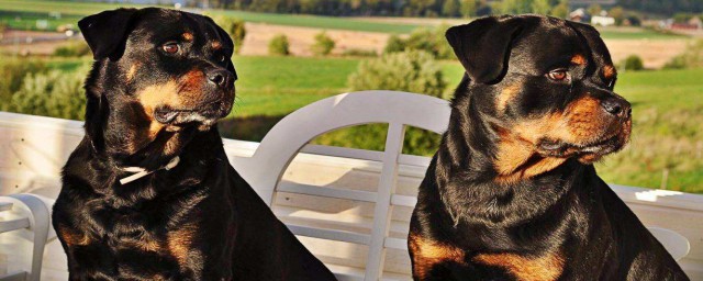 比特犬对主人的忠诚度怎么样(比特犬忠心吗)