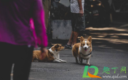 狗狗长癣会传染人吗(狗狗的癣会传染人吗)