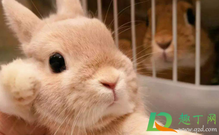 养兔子气温多少度合适(养兔最适合多少温度)