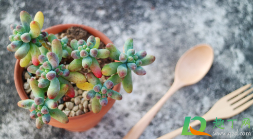 乙女心化水是因为水大吗(乙女心水培)