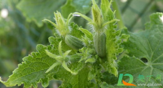 黄瓜9月份种晚吗(九月青黄瓜什么时候种) 黄瓜9月份种晚吗(九月青黄瓜什么时候种)