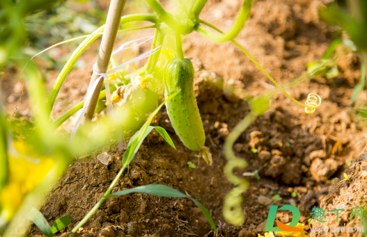 黄瓜9月份种晚吗(九月青黄瓜什么时候种) 黄瓜9月份种晚吗(九月青黄瓜什么时候种)