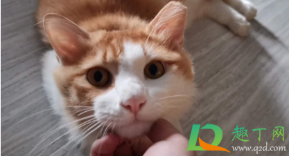 不严重的猫藓需要药浴吗(药浴能治好猫藓吗)