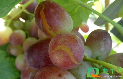 为什么葡萄快熟时老裂果(葡萄成熟裂果是怎么回事)