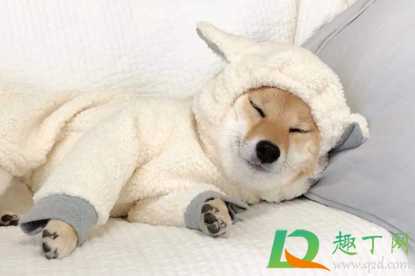 狗狗肚子动是怎么回事(狗狗肚子动来动去)