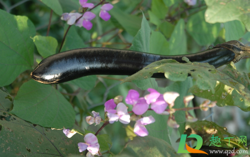 茄子幼果弯曲是怎么回事(茄子果实弯的多怎么办)