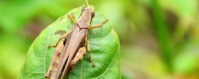 造成蝗灾是的原因有哪些(蝗灾是怎么引起的)