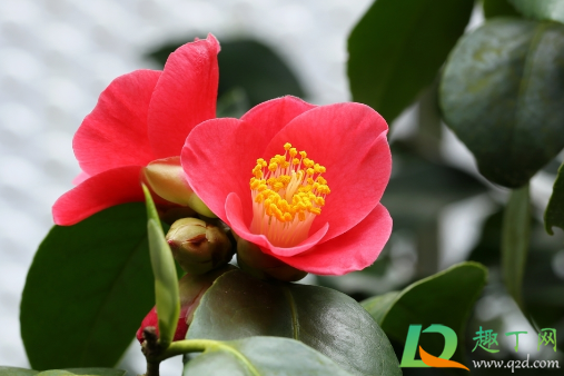 茶花可以水插生根不(茶花能扦插在水中么)