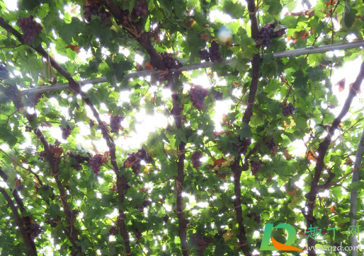 葡萄能在香椿树上嫁接吗(香椿可以嫁接桃树吗)