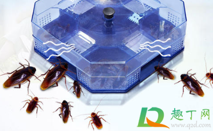 家有小跳虫怎样处理(家里跳虫怎么产生的家里有跳虫怎么清理) 家有小跳虫怎样处理(家里跳虫怎么产生的家里有跳虫怎么清理)