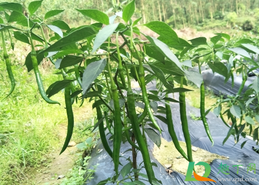 辣椒叶子下垂需要浇水吗(辣椒刚种下要浇水吗)