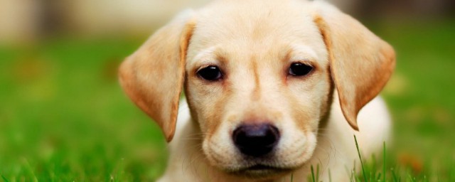 四岁的拉布拉多每天要吃多少(三四个月的拉布拉多吃多少)