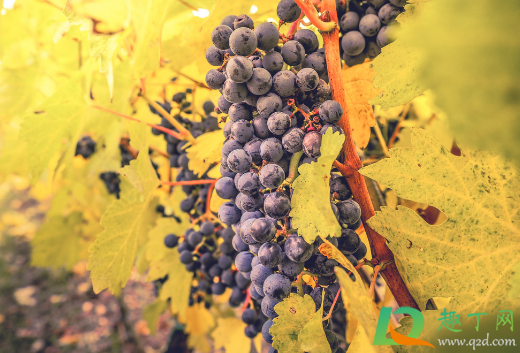 葡萄树喜欢水还是旱 葡萄树喜欢水还是旱