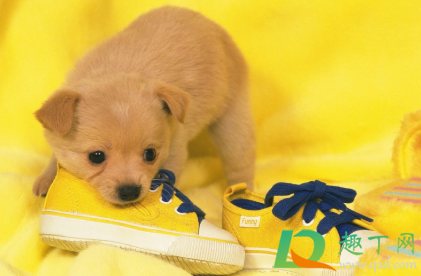 狗狗脚趾炎用碘伏好使吗(狗狗趾间炎用碘伏可以吗)