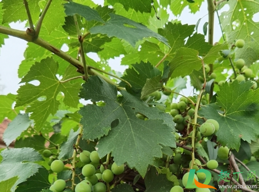 葡萄树被水淹了还能活吗(挂果的葡萄树被水淹了怎么办)