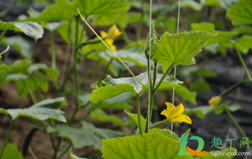 黄瓜定植以后能不能上鸡粪(黄瓜可以施鸡粪肥吗)