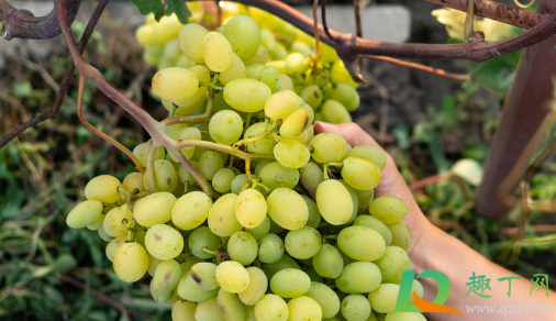 葡萄转色期用高磷肥能行不(葡萄转色期能用亚磷酸钾吗)