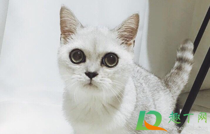 猫增肥发腮吃什么(怎么让猫发腮更胖一些)