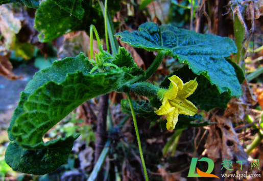 黄瓜定植以后能不能上鸡粪(黄瓜可以施鸡粪肥吗)