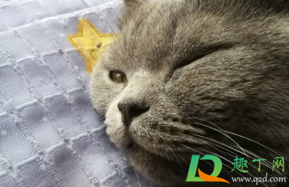 猫藓药浴多久泡一次效果最好(猫藓要药浴几次)