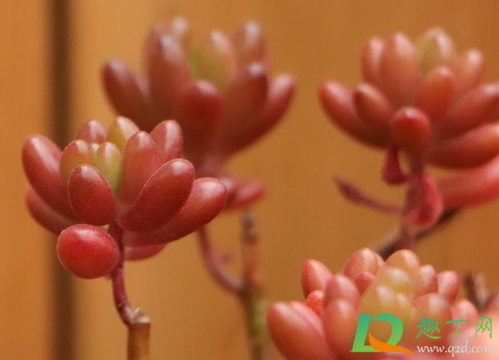 乙女心叶片为什么萎缩(乙女心为什么萎缩了)