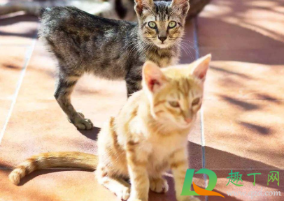 狸花猫呕吐没力气怎么回事(狸花猫吐了是不是吃太多了)