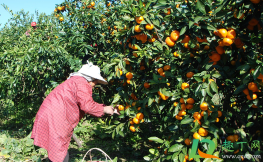 沙糖桔老黄叶是咋回事(沙糖桔嫩叶发黄是什么原因)