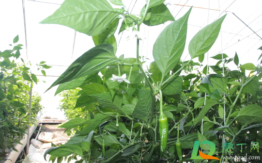 辣椒长虫子可以喷白醋吗(醋加辣椒水可以杀虫子吗) 辣椒长虫子可以喷白醋吗(醋加辣椒水可以杀虫子吗)