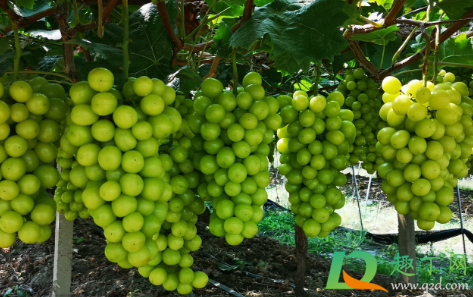 为什么葡萄快熟时老裂果(葡萄成熟裂果是怎么回事)